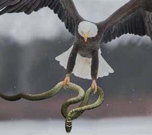 Le Grand Aigle et Le Boa